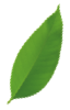 Green leaf design element for eco-friendly cleaning services.