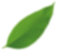 Lush green leaf symbolizing eco-friendly cleaning services provided by GSR Cleaning, emphasizing natural and sustainable practices.