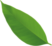 Lush green leaf symbolizing eco-friendly cleaning services offered by GSR Cleaning in Fitzroy.